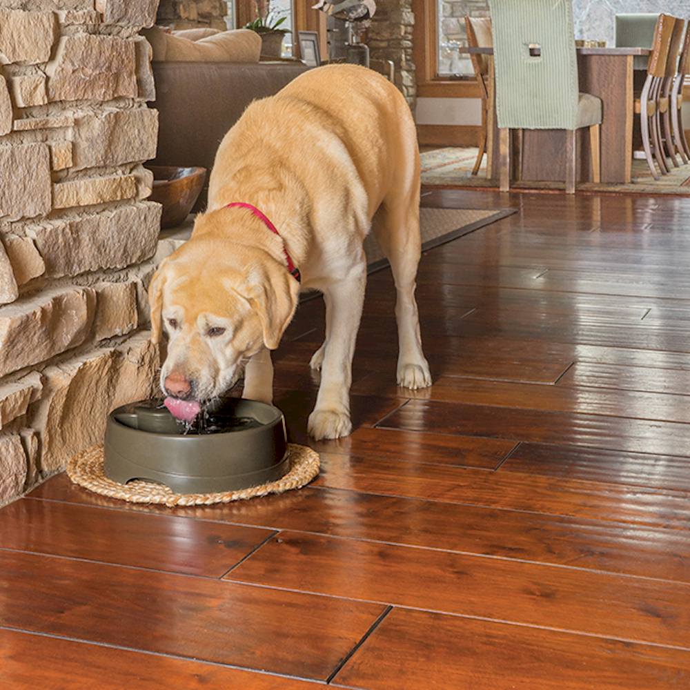 glass fitting cat flap