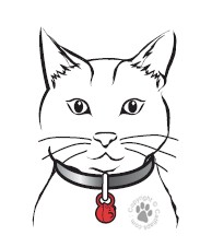 Cat wearing magnetic collar key for a magnetic cat flap