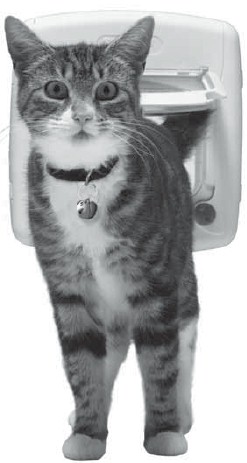 Training a cat to use a cat flap